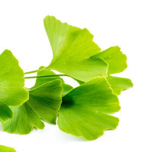 Ginkgo Biloba en poudre - مسحوق جينكو بيلوبا
