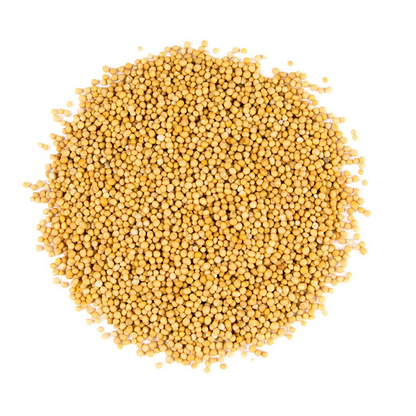 Graines de Moutarde Jaune - حبوب الخردل  الصفراء